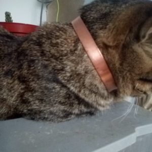 Collar de Cobre para Animales. Protéjelos !